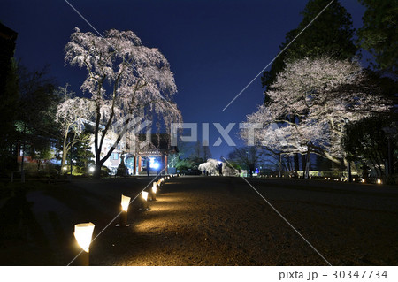 鹽竈神社の花灯 鹽竈神社の花灯 30347734