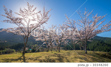 春の赤木城跡 春の赤木城跡 30348260