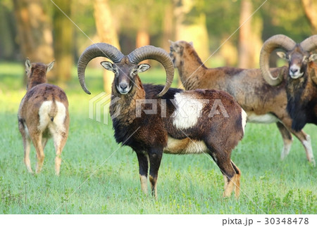Mouflons in spring 30348478