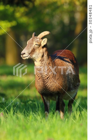 Young ovis musimon Young ovis musimon 30348481