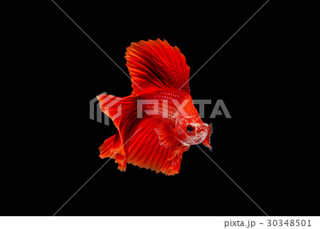 Betta fish, siamese fighting fish, aquarium fish 30348501