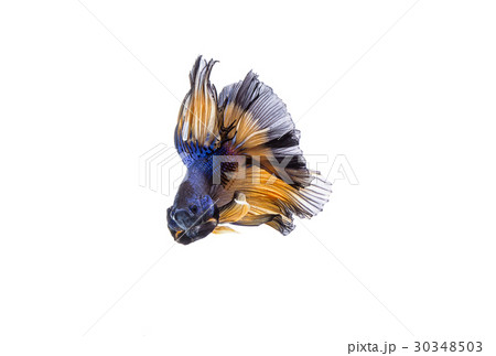 Betta fish, siamese fighting fish, aquarium fish 30348503