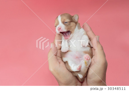 Newborn puppy Chihuahua sleeps on man's hand 30348511