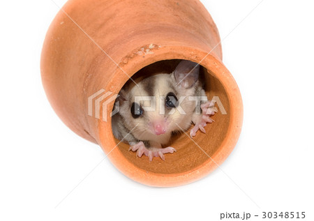 Cute sugar glider. Petaurus breviceps 30348515