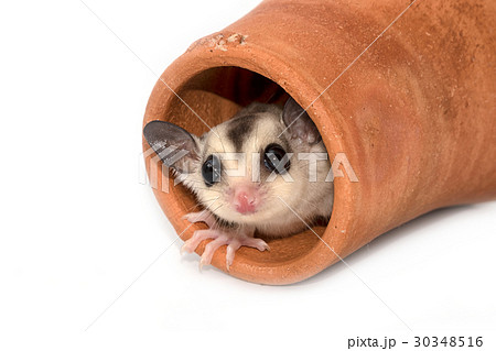 Cute sugar glider. Petaurus breviceps 30348516