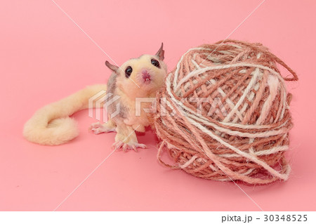 male sugar glider leucistic,Petaurus breviceps 30348525