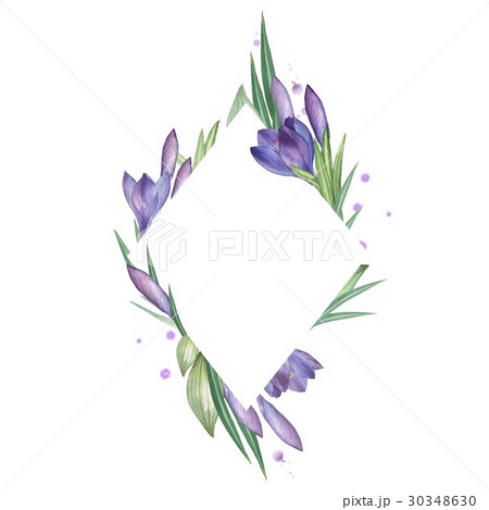 Crocus 3. Watercolor Floral frame 30348630