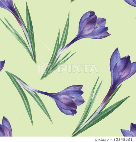 Crocus. Seamless floral pattern. 30348631