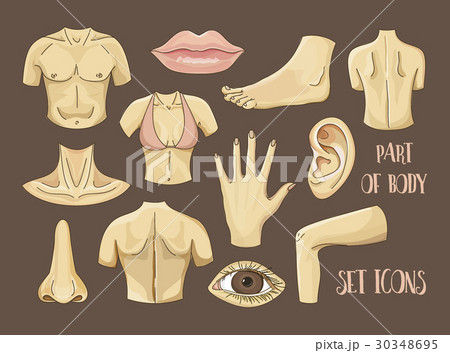 Body parts icons set 30348695