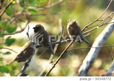 種 スピーシーズ 保護 30348772