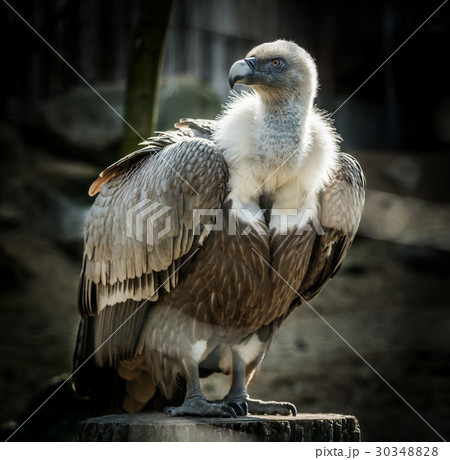 Big bird Griffon vulture 30348828