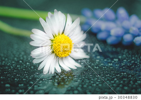 Daisy flower reflection Daisy flower reflection 30348830