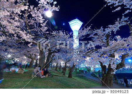 函館 五稜郭公園の夜桜 満開 の写真素材