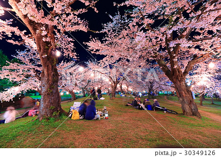 函館 五稜郭公園の夜桜 満開 の写真素材