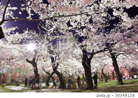 函館・五稜郭公園の夜桜<満開> 函館・五稜郭公園の夜桜<満開> 30349128