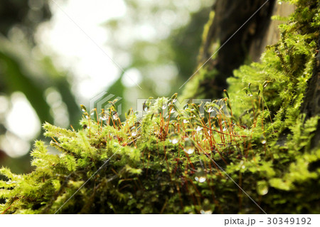 植物 工場 プランツ 30349192