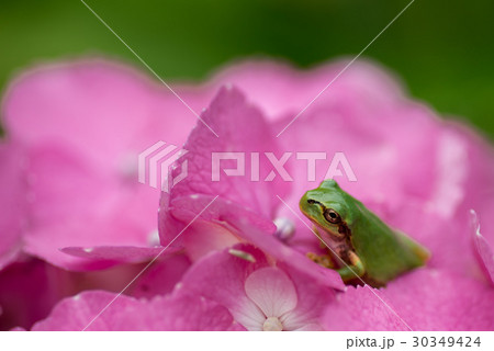 ピンク色の紫陽花の上のカエル 3の写真素材