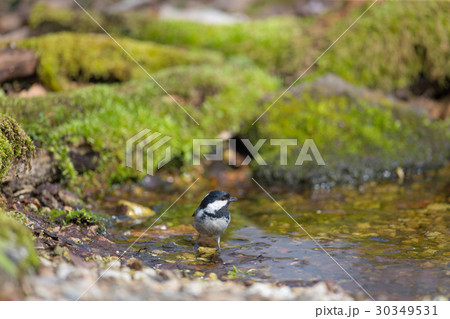 ヒガラ　野鳥 30349531