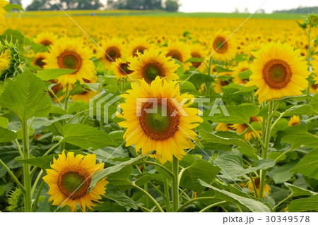 北竜ひまわりの里のひまわり 30349578