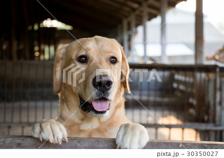 Brown dog stood and wait over the cage background Brown dog stood and wait over the cage background 30350027