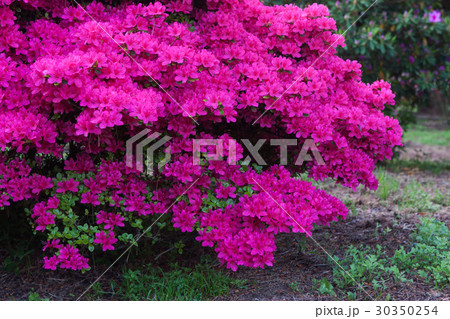 ツツジ 30350254