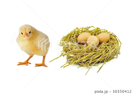 chicken isolated on white background chicken isolated on white background 30350412
