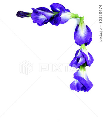 Blue pea butterfly pea close up on background 30350474