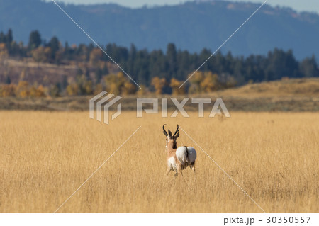 Pronghorn Buck in Rut Pronghorn Buck in Rut 30350557