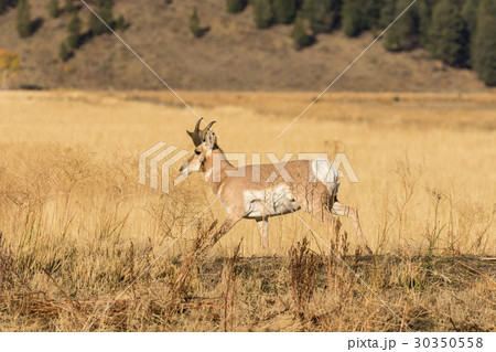 Pronghorn Buck in Rut Pronghorn Buck in Rut 30350558