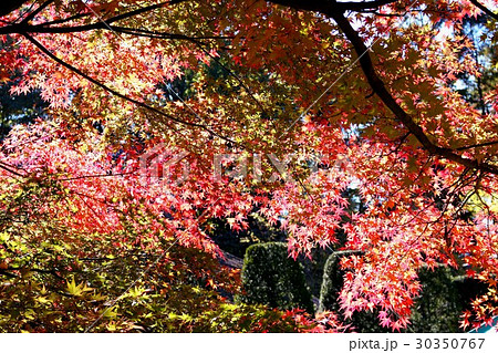 秋のひととき 30350767