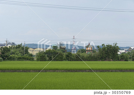 たんぼ 田んぼ 田圃 30350769