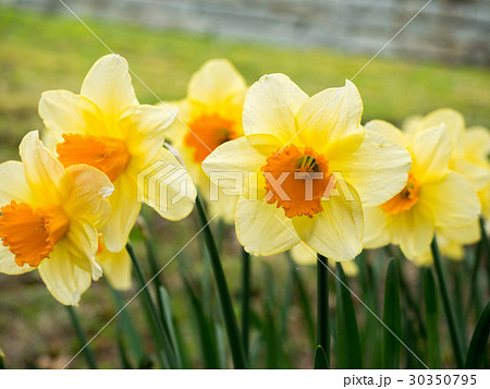 Daffodils flower field in the morning sunlight. Daffodils flower field in the morning sunlight. 30350795