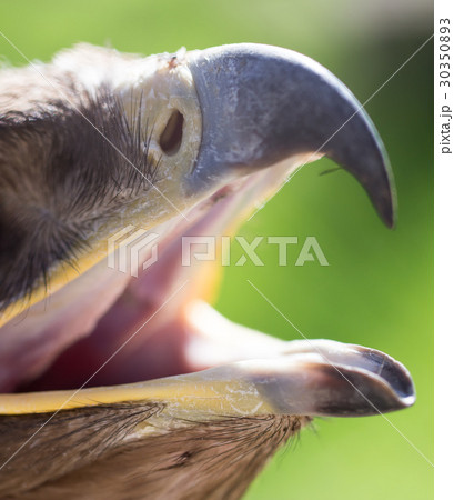 Beak of an eagle in nature 30350893