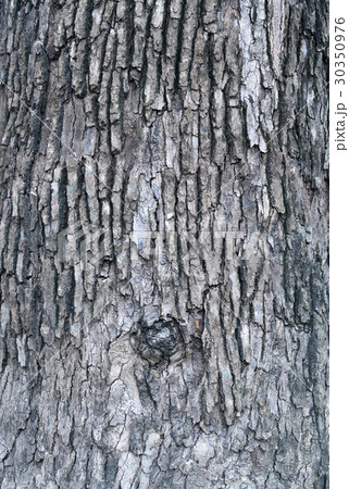 Bark of camphor tree 30350976