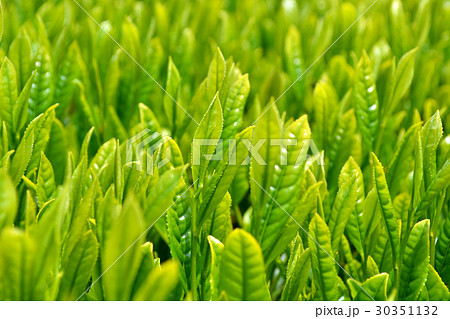 嬉野茶畑　新茶の季節 30351132