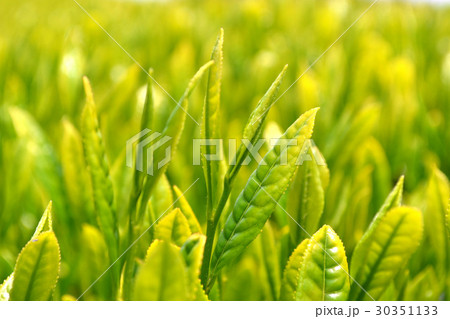 嬉野茶畑　新茶の季節 30351133