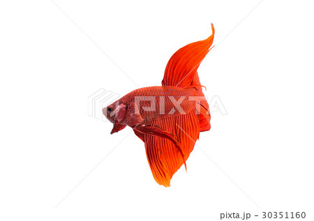betta halfmoon fighting beautiful fish close up betta halfmoon fighting beautiful fish close up 30351160