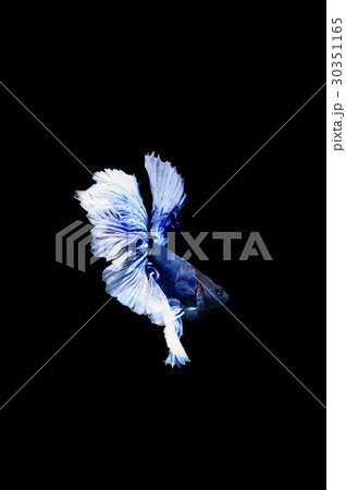 betta halfmoon fighting beautiful fish close up betta halfmoon fighting beautiful fish close up 30351165