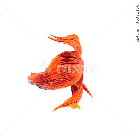 betta halfmoon fighting beautiful fish close up betta halfmoon fighting beautiful fish close up 30351166