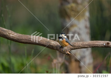 ヤマガラ varied tit-titmouse ヤマガラ varied tit-titmouse 30351597