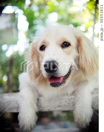 lovely funny white cute fat compact size young dog lovely funny white cute fat compact size young dog 30351611