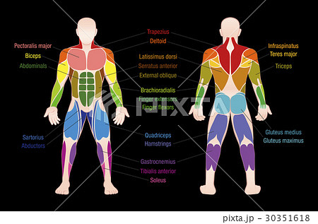 Muscle Chart Male Body Colored Muscles Muscle Chart Male Body Colored Muscles 30351618