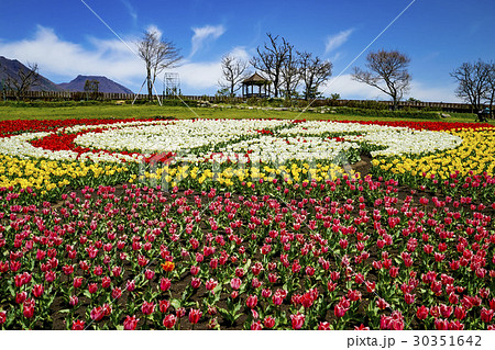くじゅう花公園　チューリップ 30351642