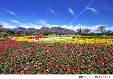 くじゅう花公園 チューリップ くじゅう花公園 チューリップ 30352313