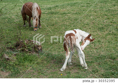 mare and foal in a meadow mare and foal in a meadow 30352395