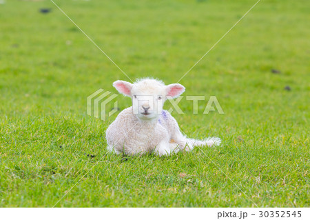 Small cute lamb gambolling in a meadow in a farm 30352545