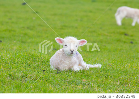 Small cute lamb gambolling in a meadow in a farm Small cute lamb gambolling in a meadow in a farm 30352549