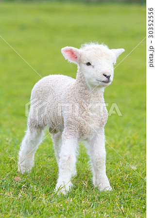 Small cute lamb gambolling in a meadow in a farm 30352556