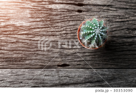 Small cactus put on the old wooden plate. 30353090