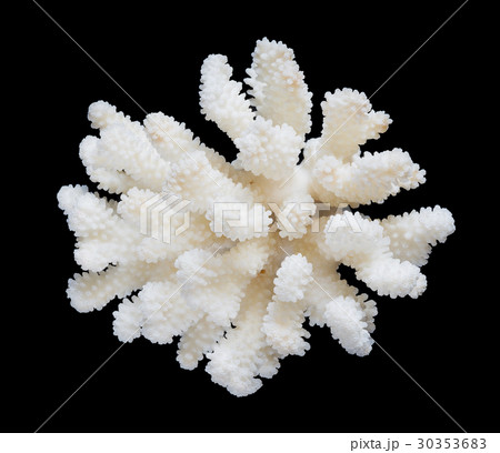 White coral isolated on a black background White coral isolated on a black background 30353683